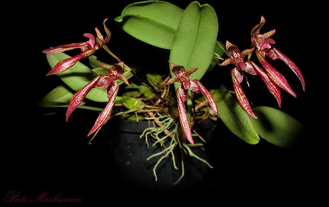 Bulbophyllum Meen Mercury Sandal