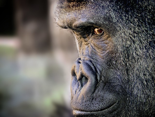 Gorilla deep in thought.