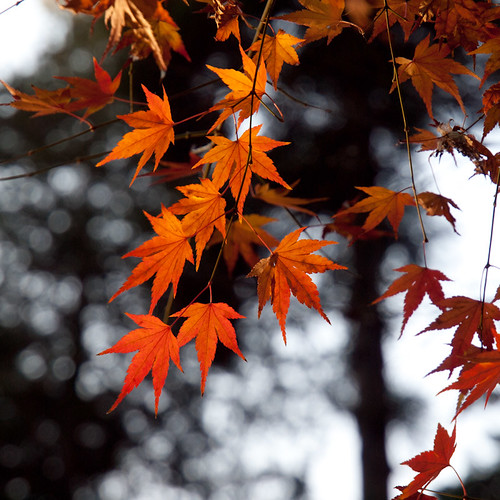 maple 3 | by vivosan