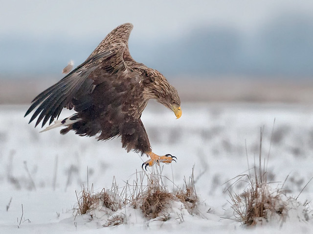 White-tailed Eagle Landing