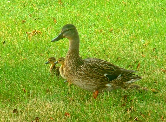 Winnebago duck family