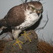 Flickr photo 'Falco mexicanus (Prairie Falcon)' by: Arthur Chapman.
