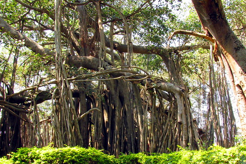 tree leaves banyan