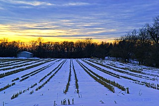 Farmland Winter