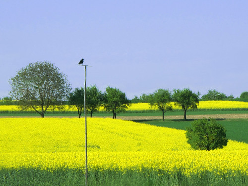 Black Bird above yellow Fields by Batikart