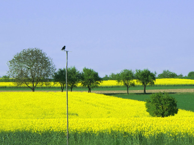 Black Bird above yellow Fields