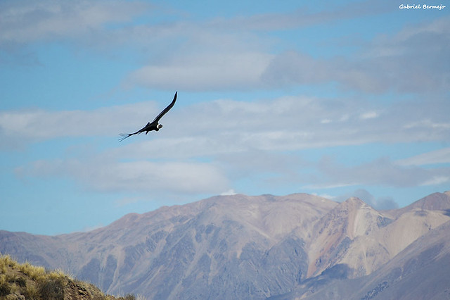 Condor sobre los Andes