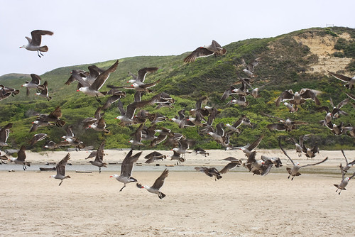 At Pomponio Beach | by Phae