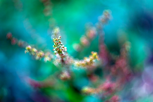 A Whirl of Stinging Nettle | by Claudia G. Kukulka