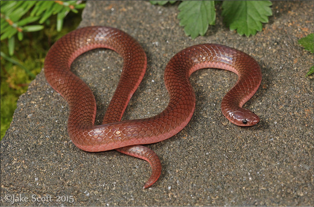 Eastern Worm Snake (Carphophis amoenus amoenus)