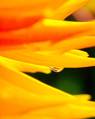macro closeup outdoor sunflower bloom water drop flower backyard aldergrove