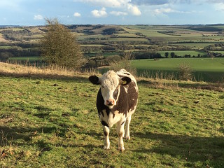 Cow with Meon Valley behind Winchester to West Meon walk
