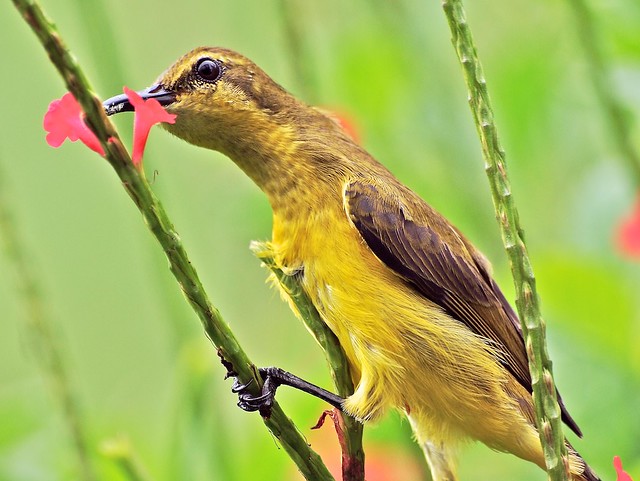 Sunbird: Female