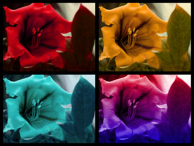 Collage flor y colores