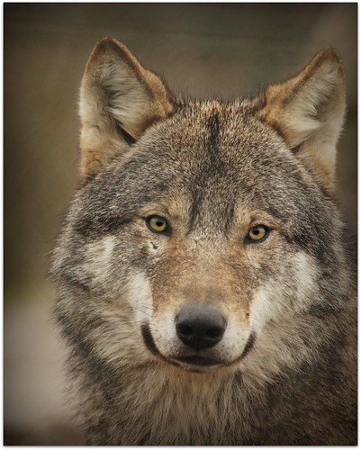 Wolf | patries71 | Flickr