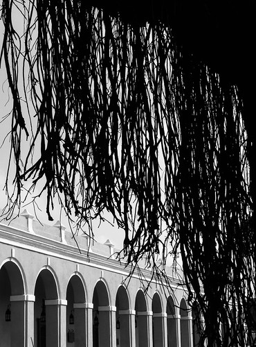 nature architecture love photography sun light morning walk blackandwhite blancoynegro arc plant tree view daily life monocromo