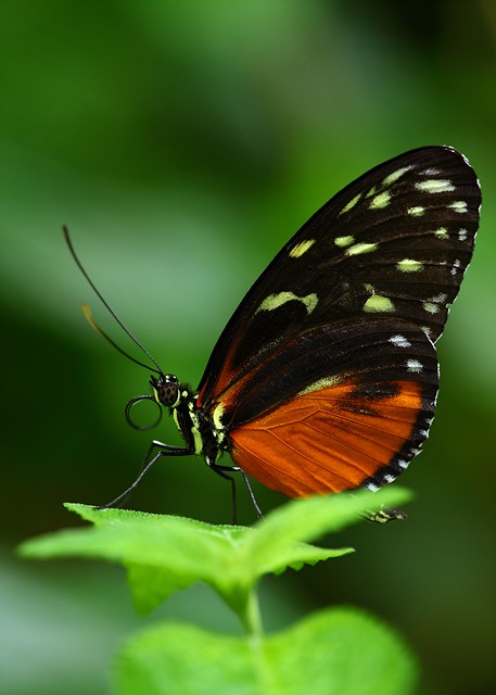 Heliconius Butterfly 2