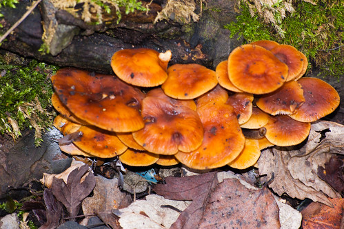 Velvet shank mushrooms
