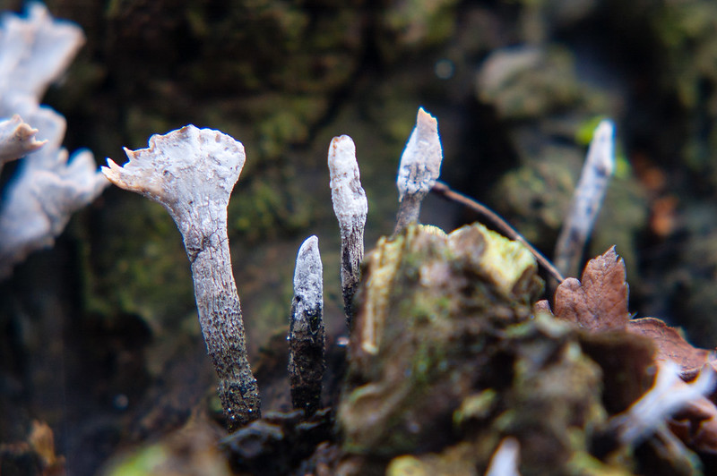 Candle snuff fungi