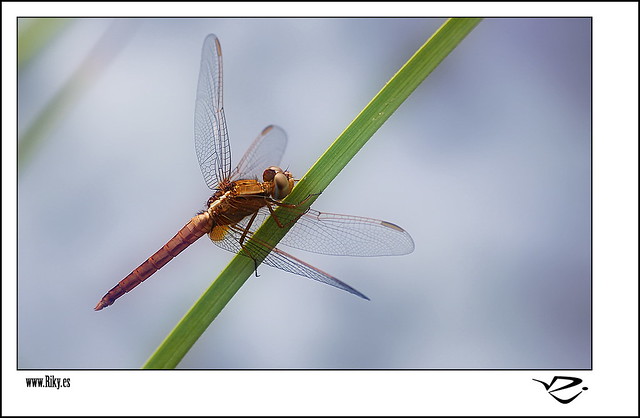 :: Crocothemis Erythraea :: (Hembra) II