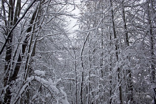 vienna trees winter ohio snow canon eos march warren xsi trumbull 2011