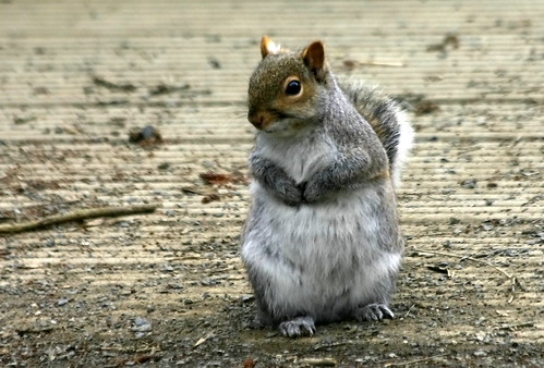 Grey Squirrel (Jens) | by minnieme2008