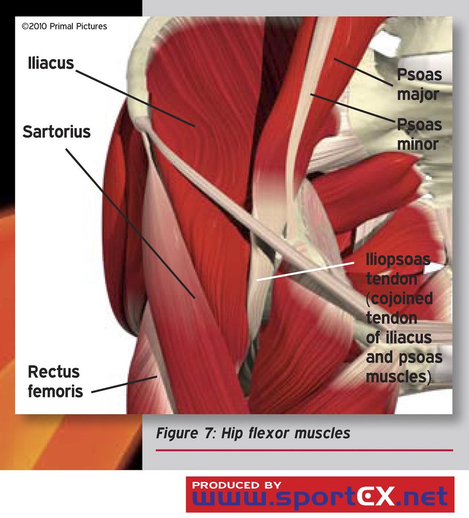 hip flexor muscles diagram