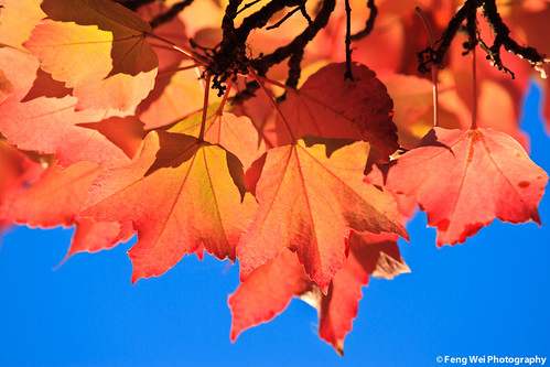 travel wallpaper usa color fall nature beauty landscape washington colorful scenic scenary bellevue nationalgeographic