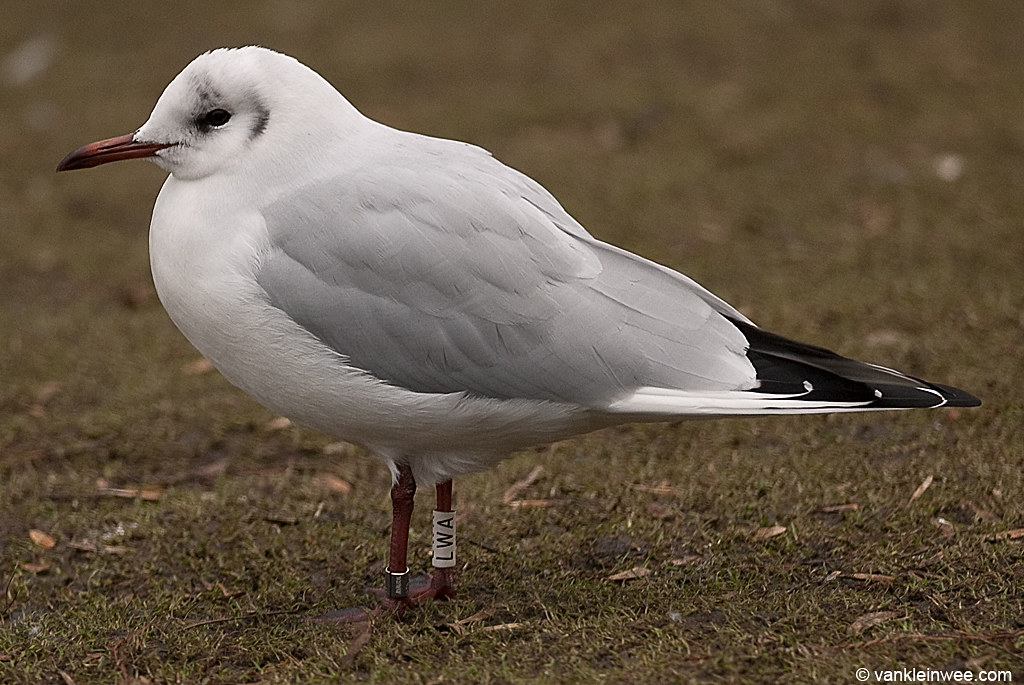Gull Jan Rind January / januari (Black-headed Gull adult) | Flickr