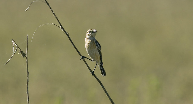 Small Bird (striated grassbird)