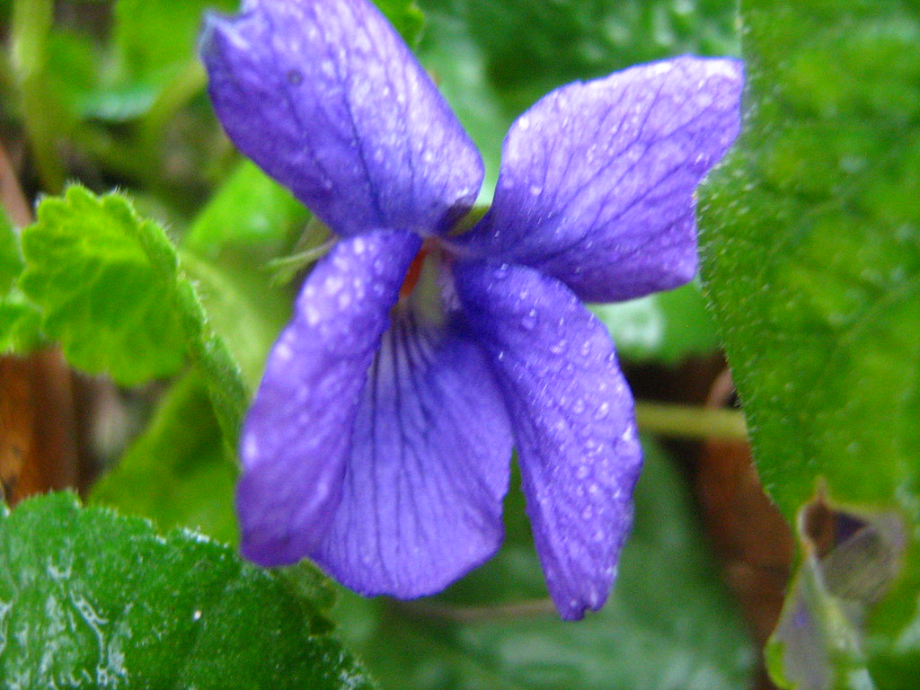 Viola odorata, Wood Violet, Maarts viooltje | Violette odora… | Flickr