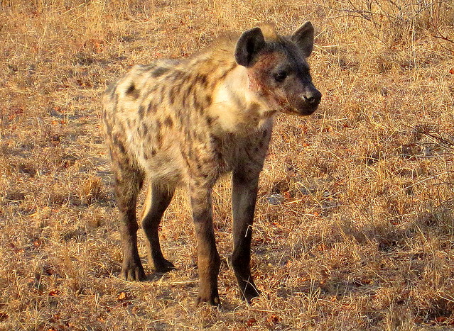 South Africa. Safari. Hyena