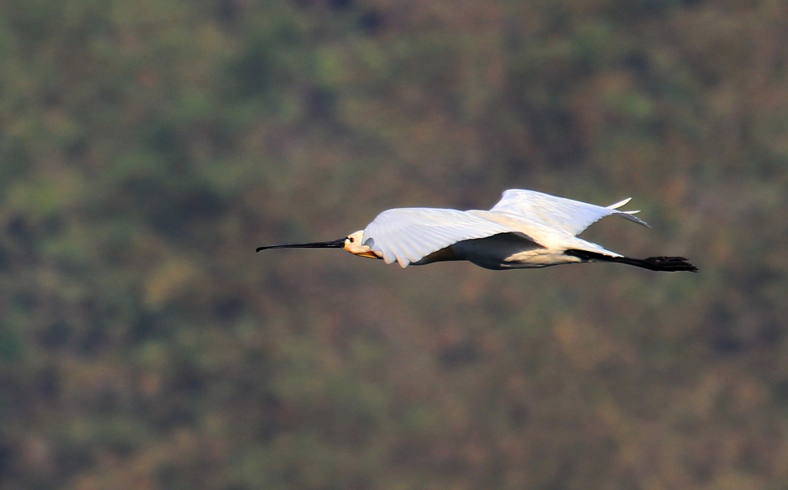 Ranganathittu - Bird Sanctuary near Mysore | Flickr
