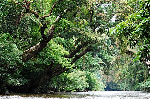 nationalpark malaysia tropicalrainforest rivertahan