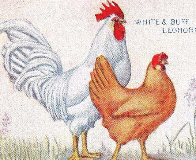 Poultry cigarette card 1931 #26 Buff Leghorns 
