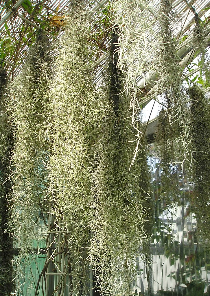 Spanisches Moos (Tillandsia usneoides) | Botanischer Garten … | Flickr