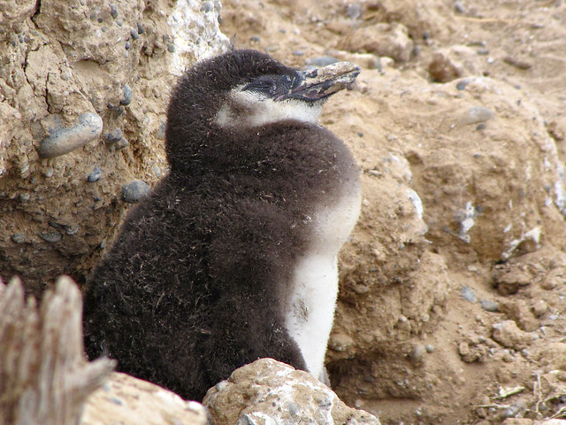 Baby Magellanic Penguin-Peninsula Valdes-Puerto Madryn-Argentina