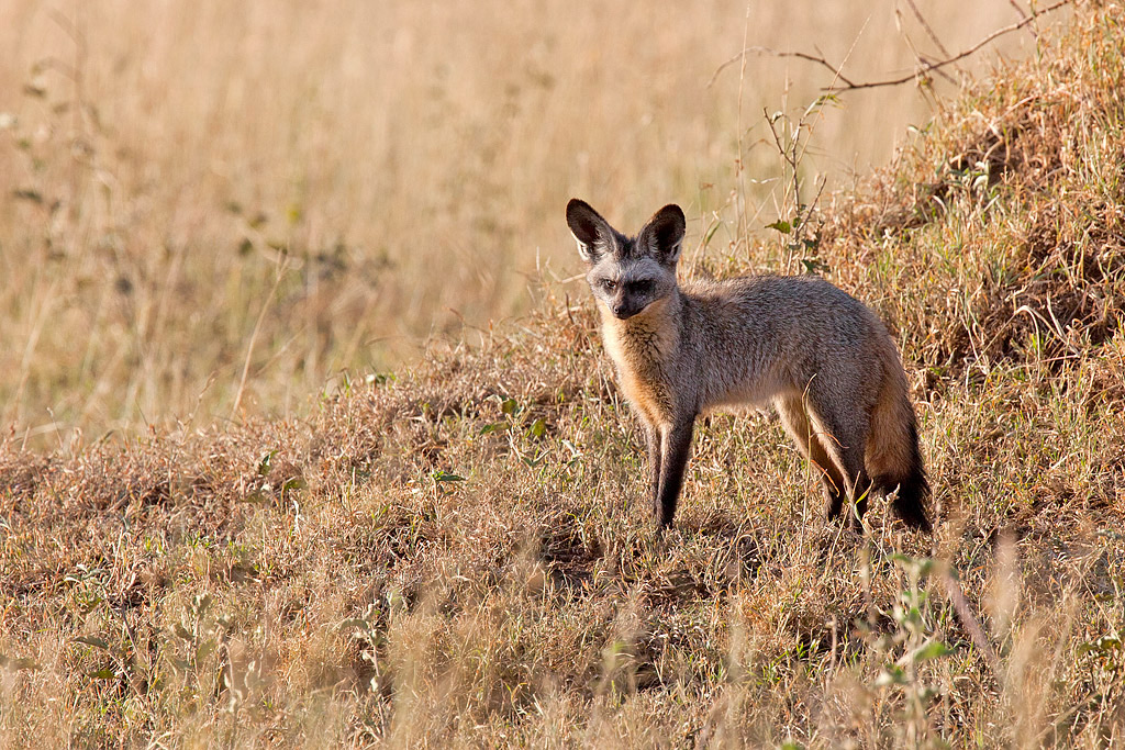 Bat-eared Fox - Tanzania - Serengeti