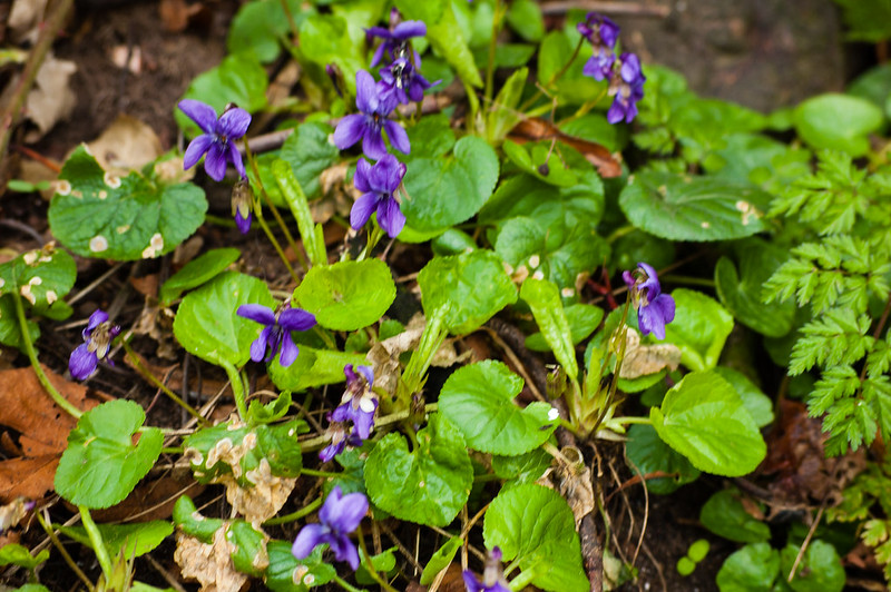 Violets