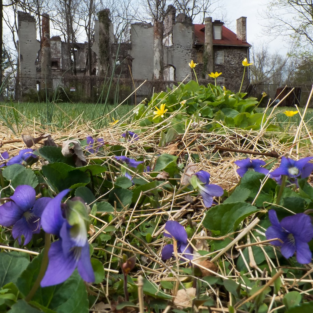 Flickr Ranu Spring flowers brighten the ruins (No. 2) | Buttercups (Ranu… | Flickr