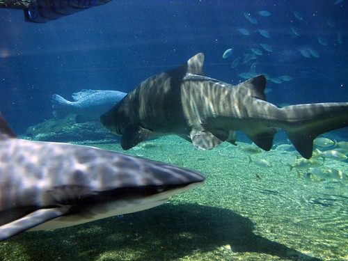 uShaka Marine World