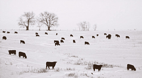 usa snow field frozen cattle cows freezing missouri fenced range dinnertime utters utterly claycounty blackcows fotoedge abigfave