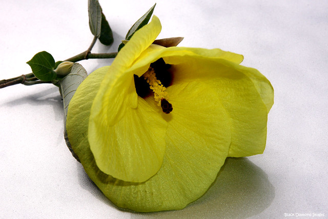 Hibiscus tiliaceus (Talipariti tiliaceum) - Cottonwood Hibiscus, Coast Cottonwood