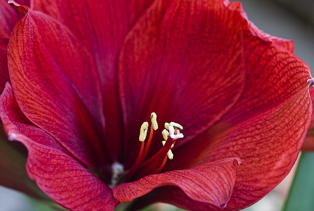 red amaryllis