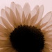 soft sunflower
