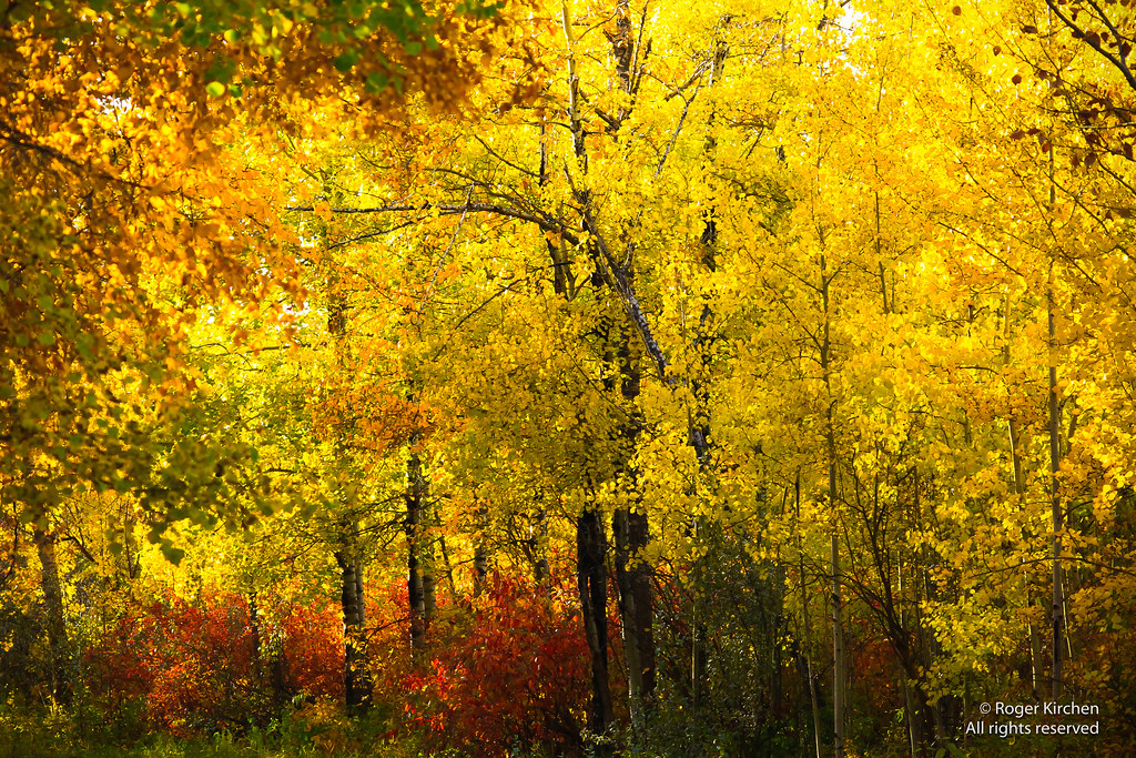 Fall colors | North Saskatchewan River Valley in Edmonton IM… | Flickr