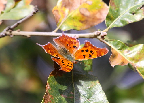 Comma - Question Mark 3 10-24-10 WM | by louis2x