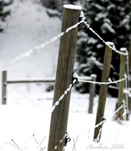 winter snow electric fence wire nikon hff d90 fencefriday ~~fencefriday~~ fenchfriday fridayfence