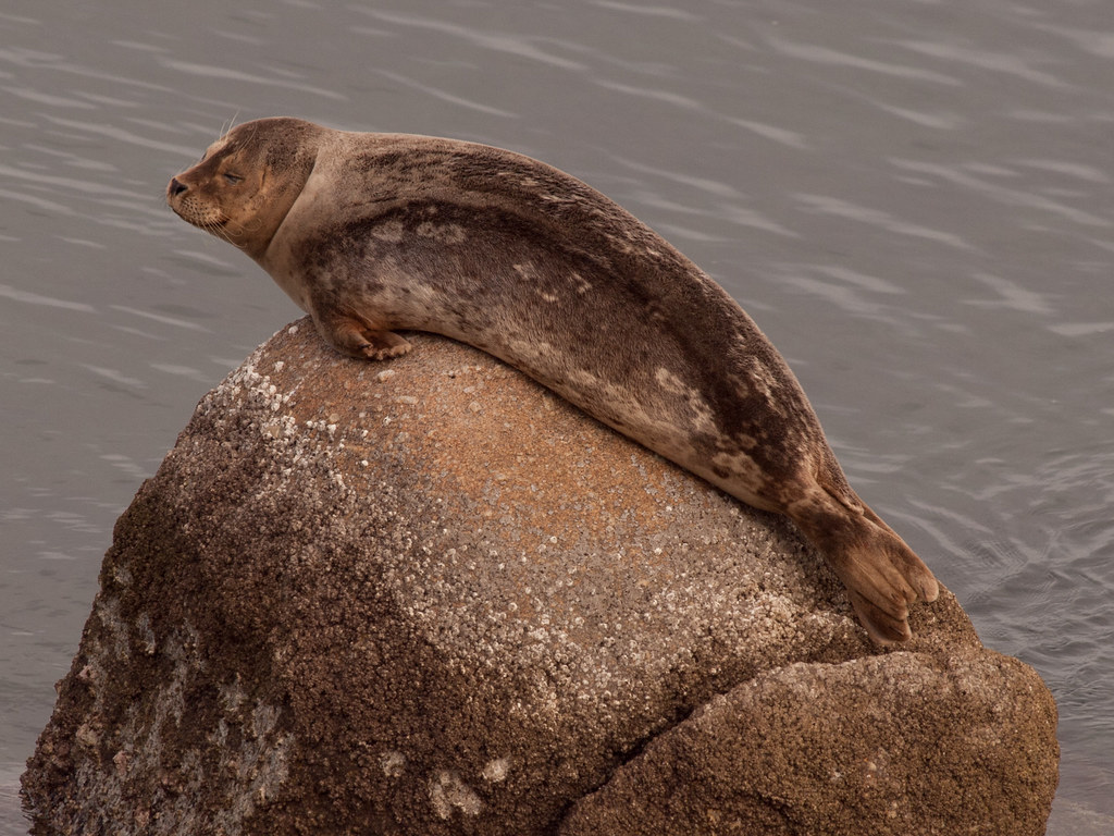 Harbor Seal (Phoca vitulina). Nothing urgent in that face. — Franco Folini, CC BY-SA