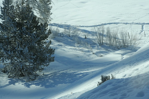 Frosted Pine Trees by meg williams2009, Frosted pine trees casting shadows on snow down from Mom’s gardenwinter sunset food snow cold dogs b